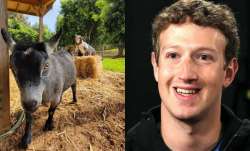 Facebook CEO Mark Zuckerberg shares pic of his goat named 'Bitcoin.' Internet explodes in meme fest