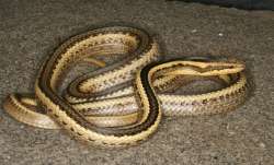 Fifty snakes, house, snake scare, Uttar Pradesh, Fatehpur, baby snakes, snake charmer, forest, villa