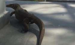A Monitor Lizard was spotted at a grocery store in Delhi.
