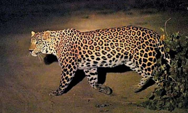 Leopard killed inside Uttarakhand medical college