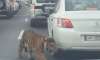 video tiger roars amidst heavy traffic jam in doha