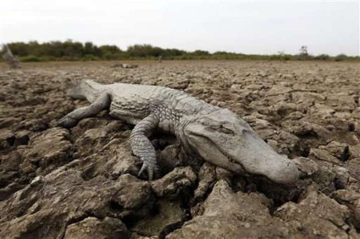 Earth's wild animal population plummeted 60 per cent in 44