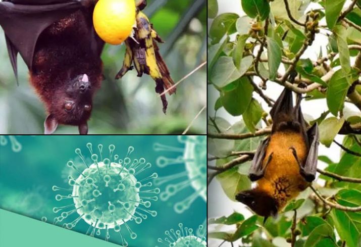Condition of the Nipah Virus Patient in Kerela is reported